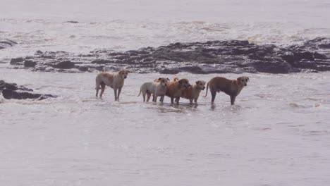 perros de pie en el camino de sea_carter bandra