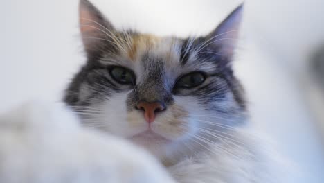 grey cat with spots, closeup of face and whiskers, selective focus