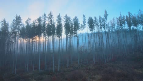 aerial view of brightly illuminated with sunlight beams foggy dark forest with pine trees at autumn sunrise. amazing wild woodland at misty dawn. environment and nature protection concept
