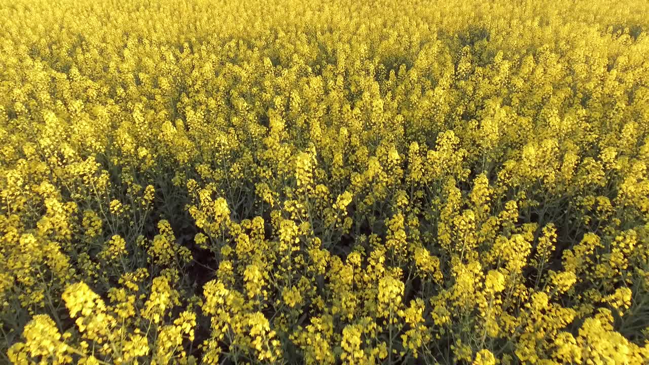 은 날 에 카놀라  의 공중 풍경