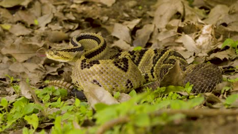 serpiente de cascabel amenazando en el suelo de la jungla