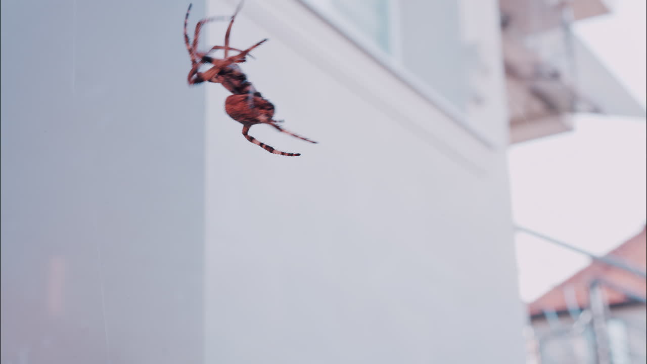 Close up of a spider sitting in its web, showing intricate details of its body and fine silk threads