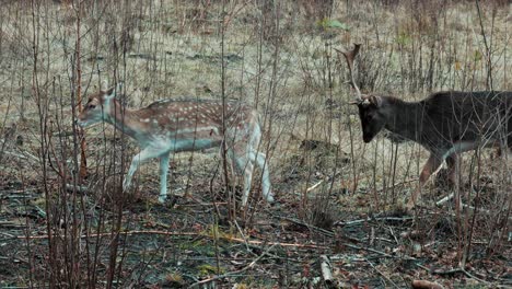 fallow deer female looking for food and eating in meadows while fallow deer male with broken horn comes in