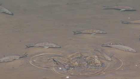 group of white mullet fish in water