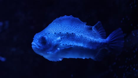 a fish swims calmly through a dark blue aquarium