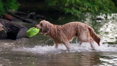 tiro ajustado de perro goldendoodle corriendo fuera del agua con una pelota en la boca