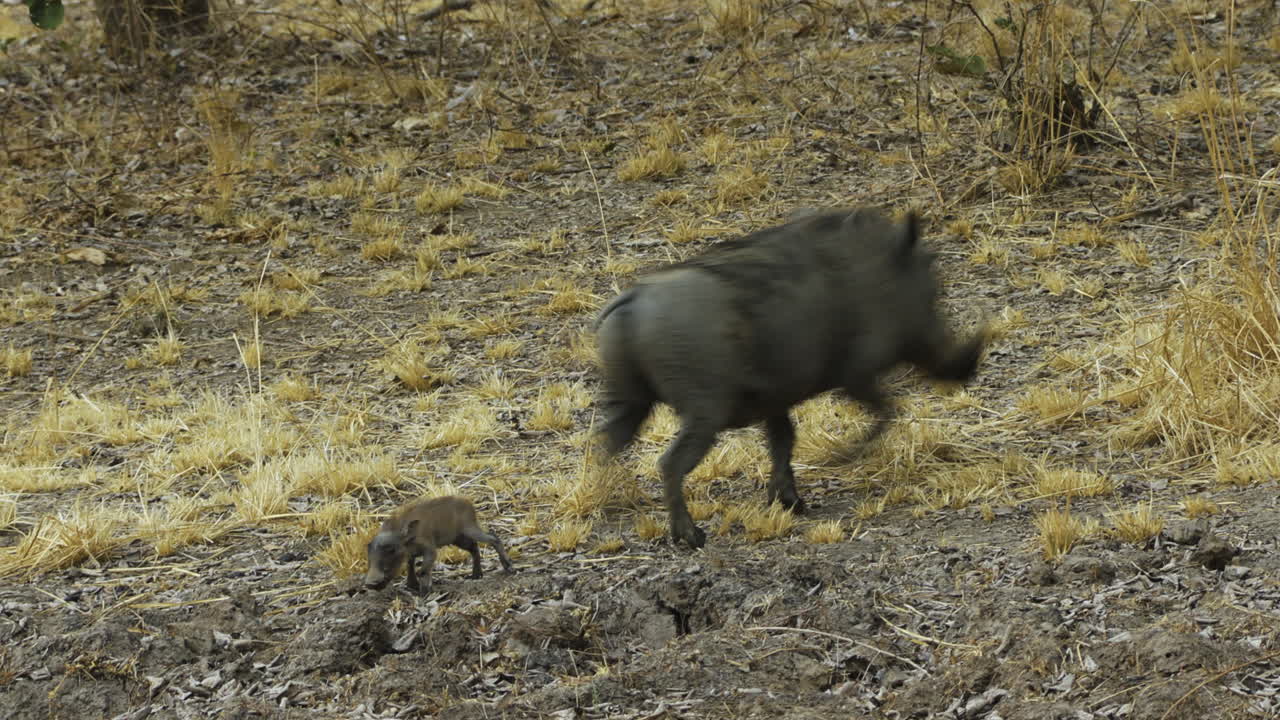 Warthog mother with four agile piglets in Southern Africa. The babies scurry around the mother, who is digging in the dry ground with her mouth. In the end, all the animals run out of the frame.
