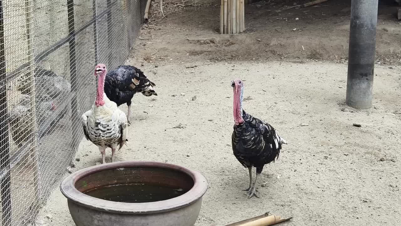 pavos en un recinto del zoológico