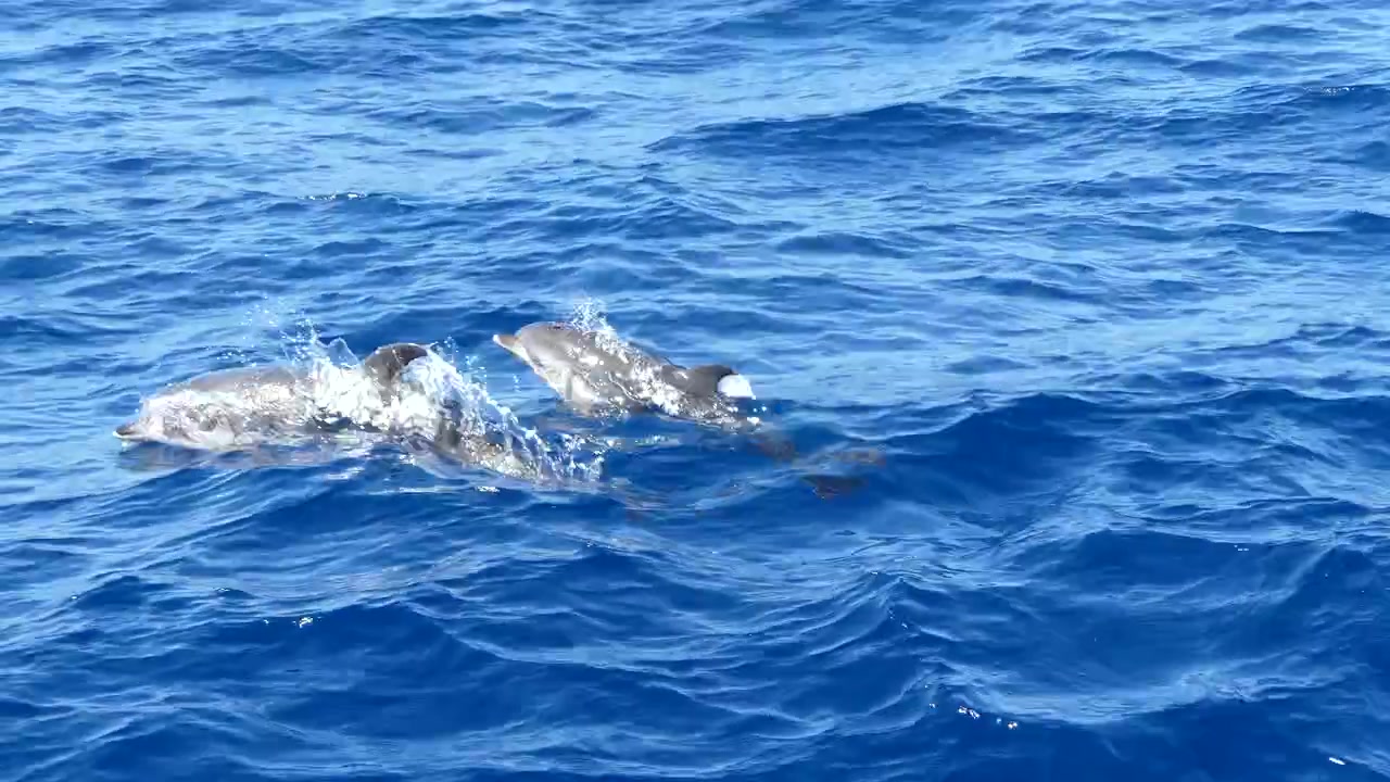 Delfini che nuotano vicino a una barca a Tenerife