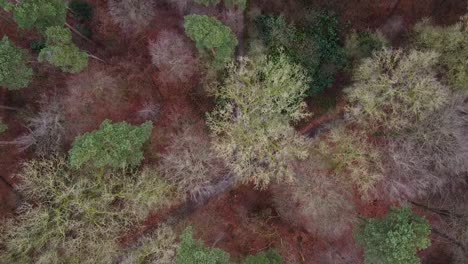 drone shot of a trail in the forest