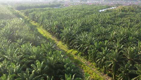 Aerial-flyover-vastness-of-commercial-oil-palm-tree-plantation-farmlands-with-beautiful-sunlight-shinning-on-the-fronds,-Sungai-bekah-river,-Sitiawan,-Perak,-Malaysia,-Southeast-Asia