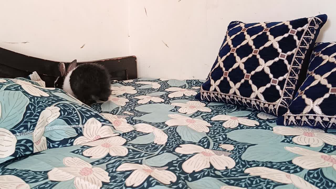 Coniglietto carino bianco e nero che salta sul letto