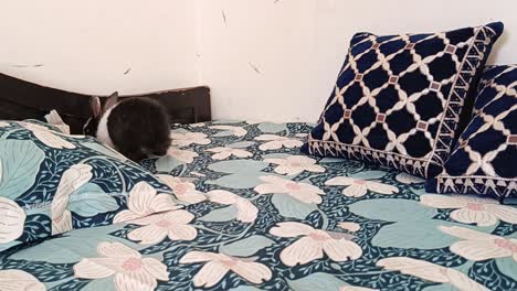 cute little black and white bunny rabbit jumping on bed