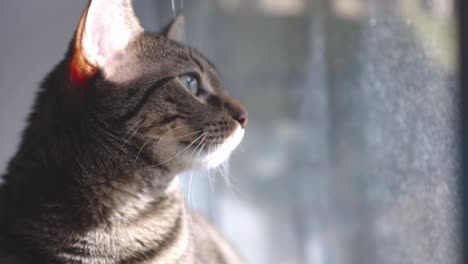 a domestic cat looking outside the glass window on a sunny day - closeup shot