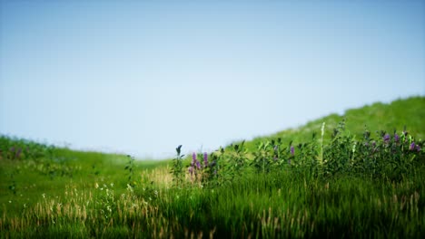 field of green fresh grass under blue sky