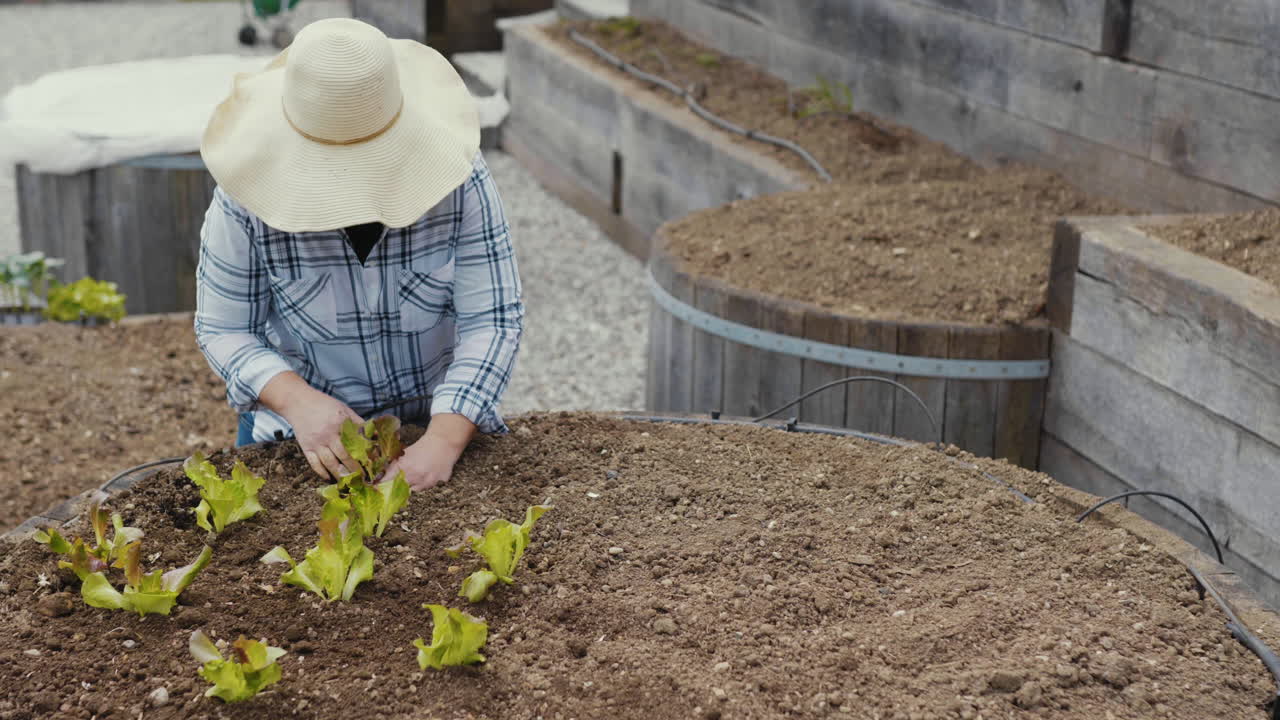 Woman Planting Lettuce in a Raised Garden Bed