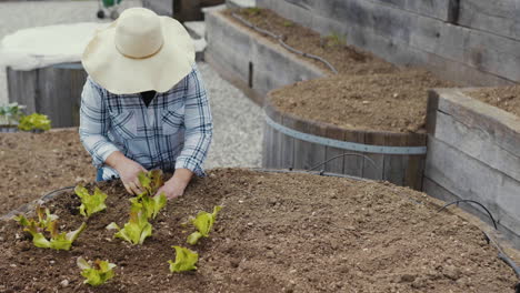 woman planting lettuce in a raised garden bed