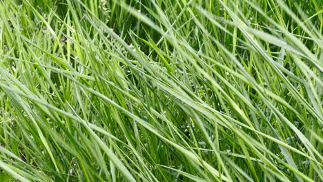 Green-grass-blade-in-meadow-swaying-in-strong-spring-wind