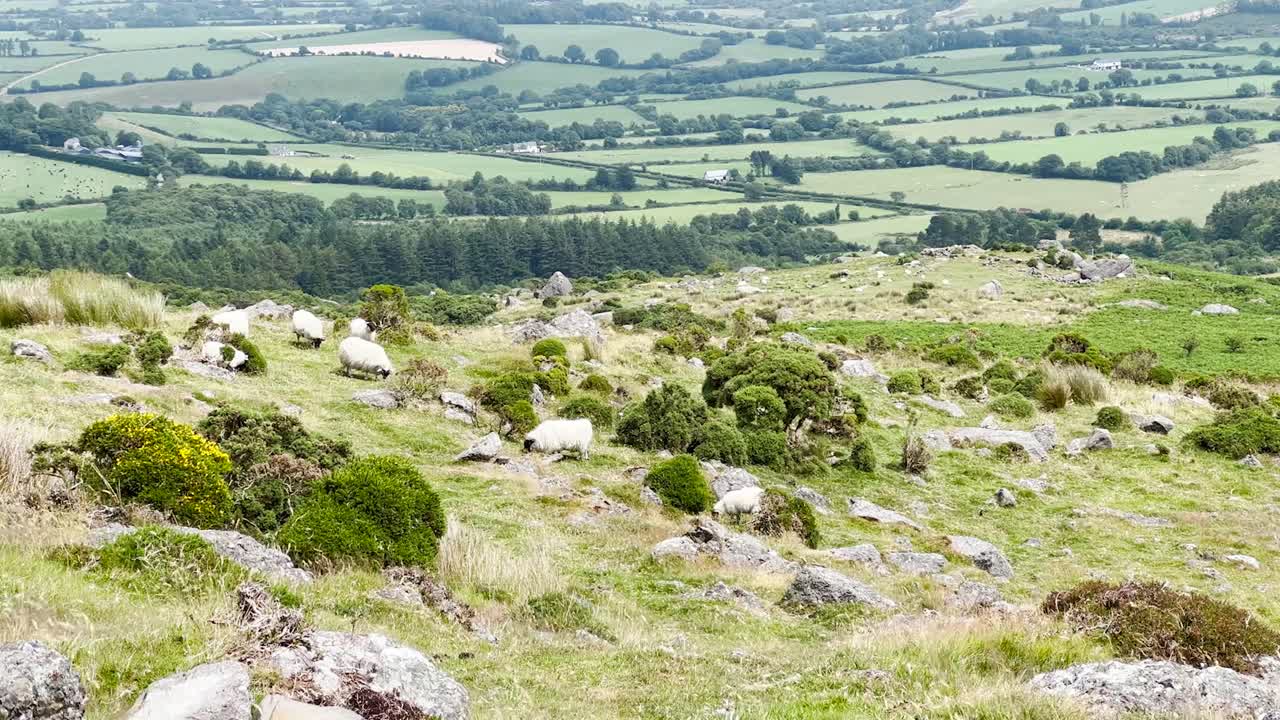 un rebaño de ovejas de carnero de montaña con cuernos pasta en la hierba con un viento fuerte