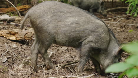 A-Large-Wild-Boar-Digs-The-Ground-With-Its-Snout-Looking-For-Food-In-The-Forest-4K-Video