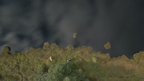 aerial view of cows grazing near a lake