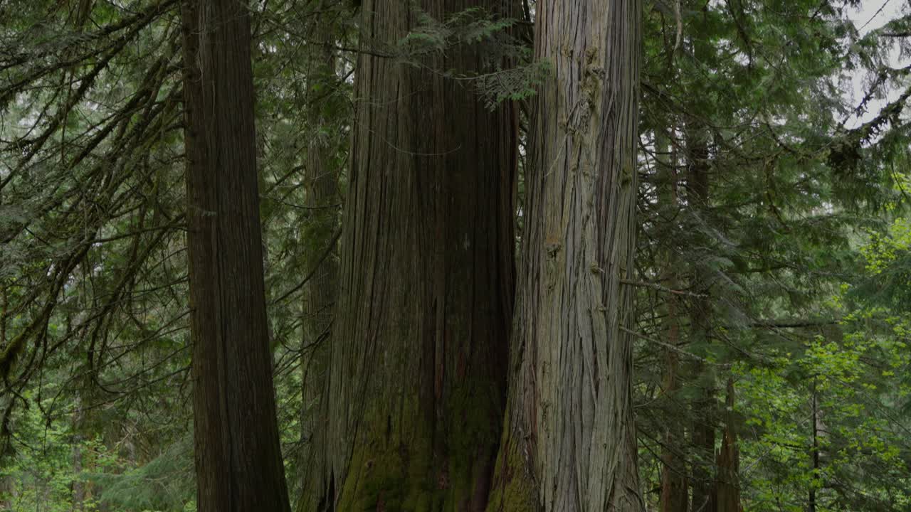 Cedri rossi occidentali che crescono fitti in un ambiente forestale lussureggiante