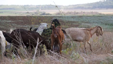 jerusalem mountain goats grazing in dry grass