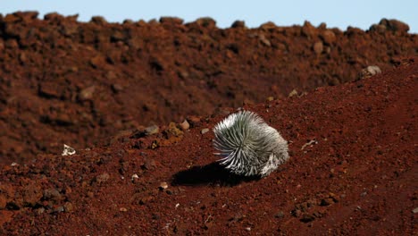 Planta-De-Espada-Plateada-Nativa-Y-En-Peligro-De-Extinción-De-Haleakala