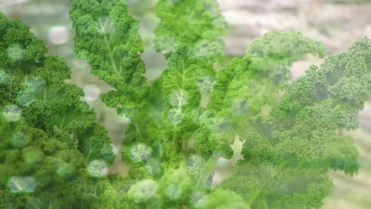 식물 위의 빛 반점의 애니메이션