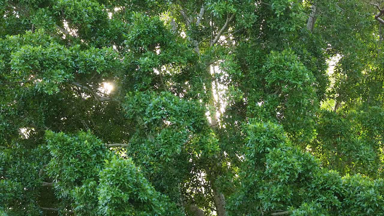 Sunlight gently filters through dense green foliage, creating a serene and natural atmosphere in Gold Coast, Australia