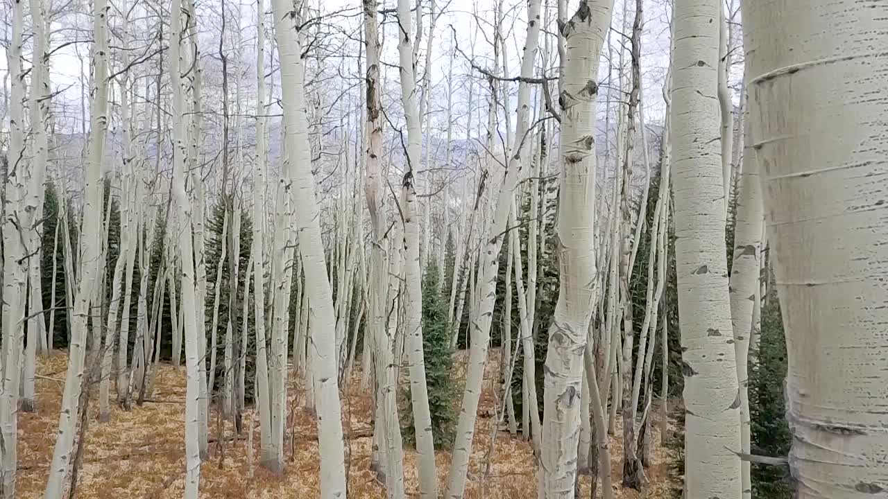 Fly through aerial shot in a aspen forest showing a closeup view of the white and textured bark