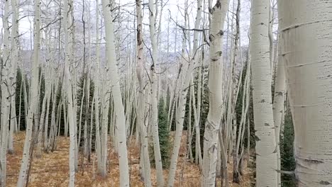 fly through aerial shot in a aspen forest showing a closeup view of the white and textured bark