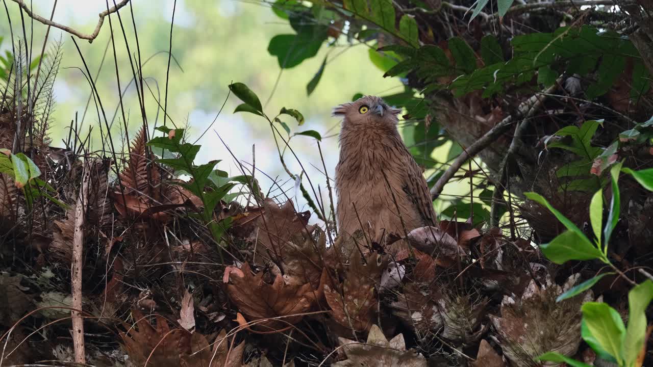 Looking to its back then turns its head around facing the camera and up, Buffy Fish-Owl Ketupa ketupu, Juvenile, Thailand