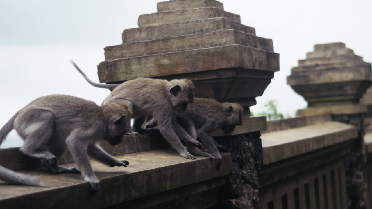 Monkeys on temple roof interacting and playing in slow motion in Bali