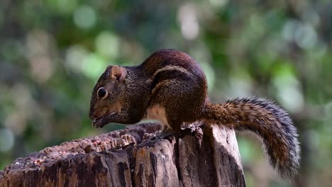 the indochinese ground squirrel is commonly found in thailand just about anywhere it can thrive