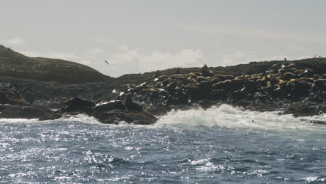 on a small island, sea lions bask lazily on sun-kissed rocks while sea gulls gracefully soar above, their harmonious coexistence a testament to the vibrant coastal ecosystem.