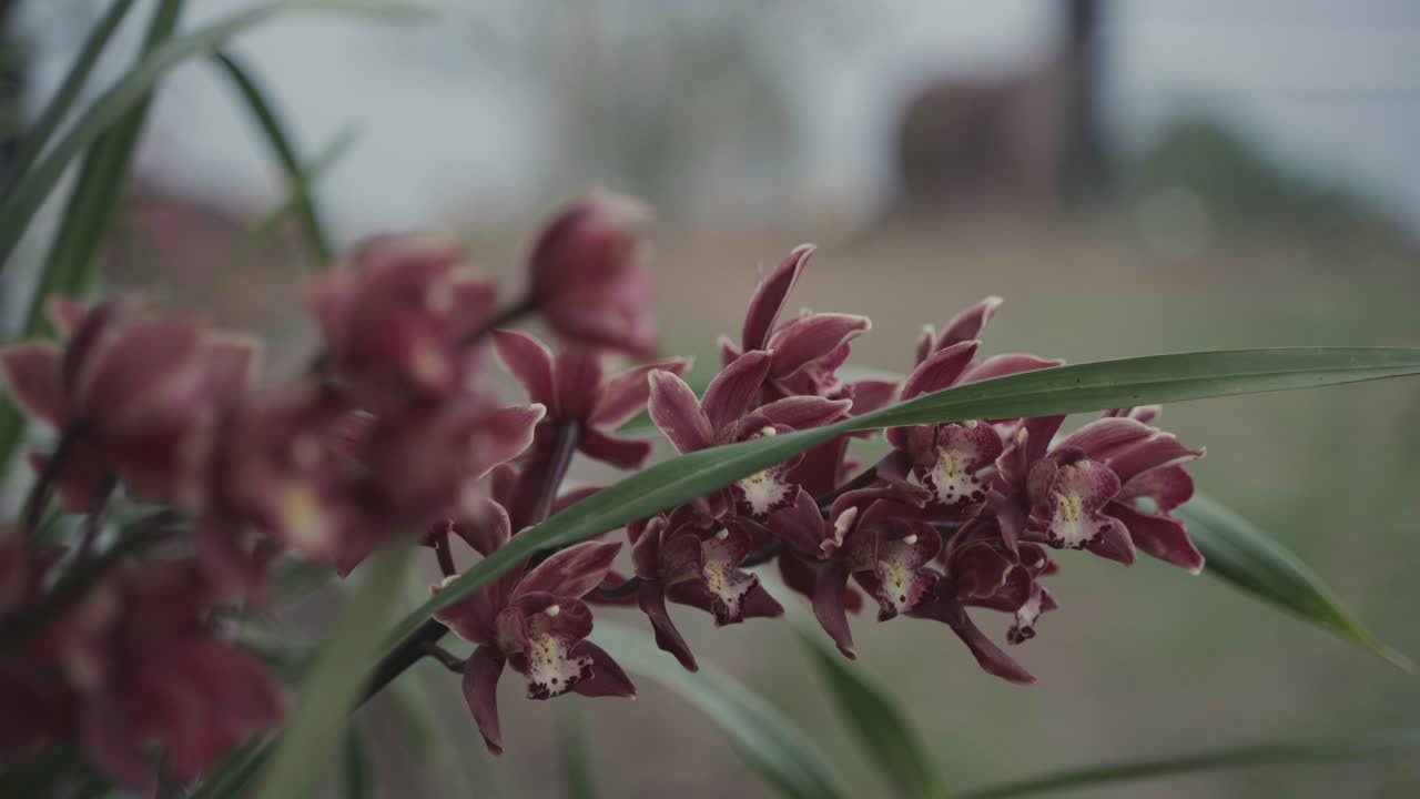Bellissimi fiori di orchidea di diversi colori stanno sbocciando.