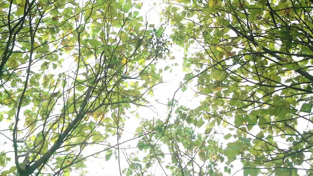 그늘진 나무를 배경으로 마른 잎이 땅에 떨어진다