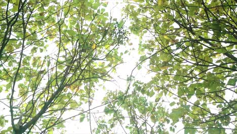 Dry-leaves-fall-on-the-ground-against-the-background-of-shady-trees