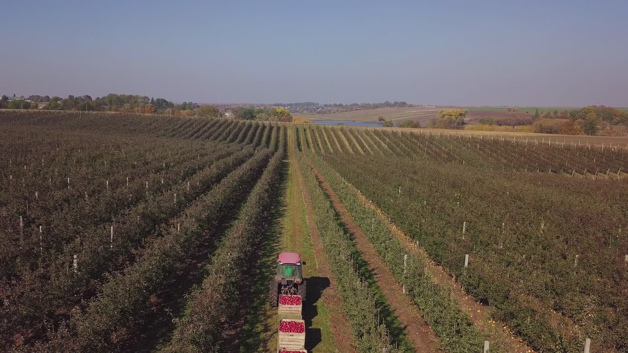 Apple harvest. Driver of tractor is transporting trailers with apples. Wooden crates full of ripe apples. Aerial view.