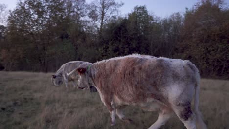 Large-English-Longhorn-cow-walking-to-join-another-on-a-chilly-winter-evening