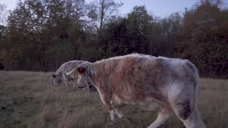 large english longhorn cow walking to join another on a chilly winter evening