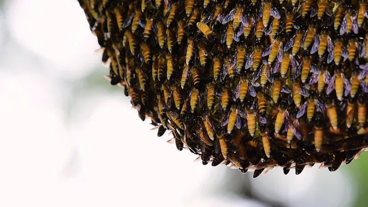 se sabe que las abejas melíferas gigantes construyen grandes colonias de nidos con bolsillos simétricos hechos de cera para almacenar miel como fuente de alimento.