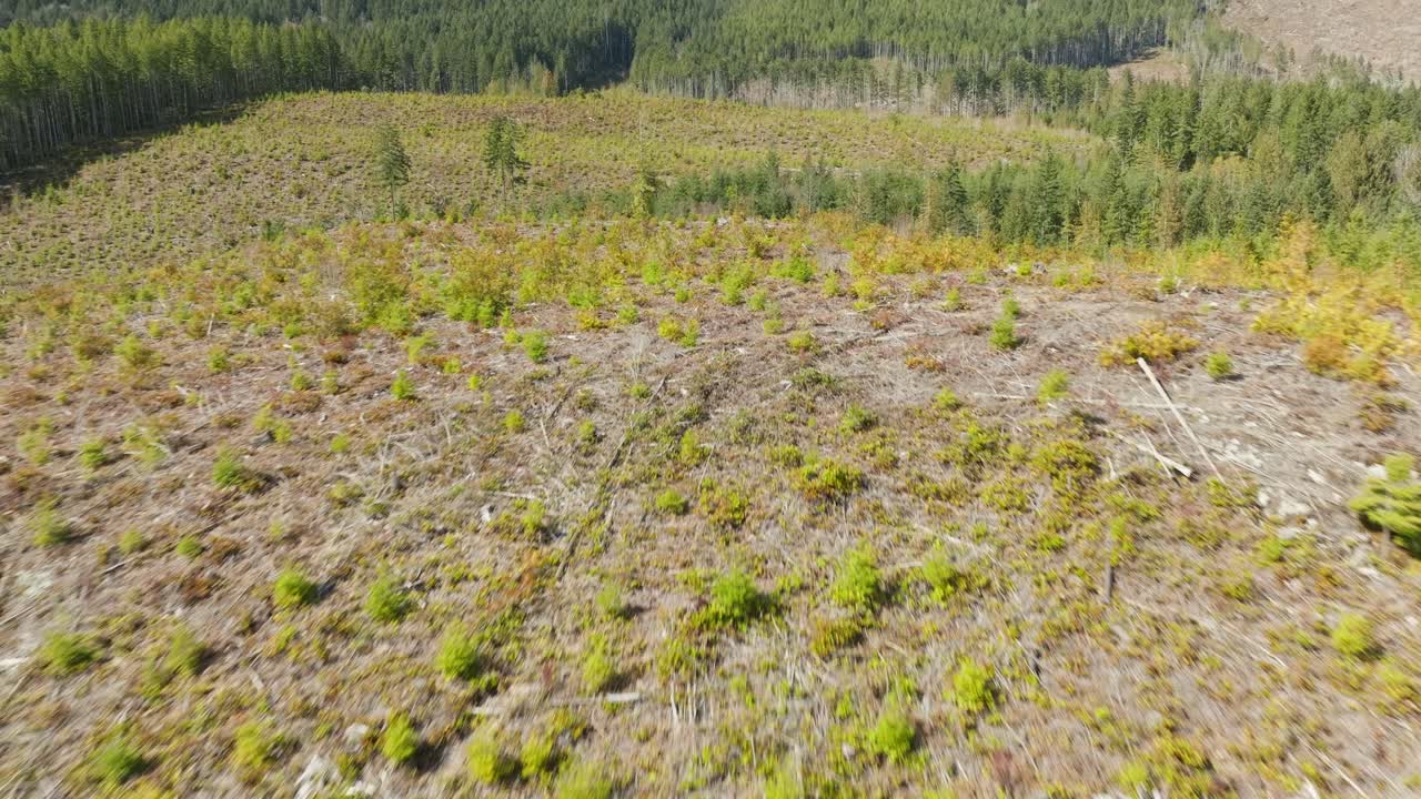 cortes en los bosques del noroeste del pacífico en columbia británica canadá