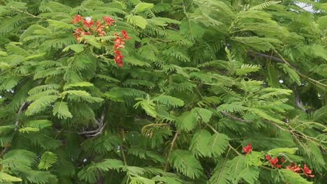 Ramas-De-Los-árboles-De-Poinciana-Real-En-Viento-Fuerte