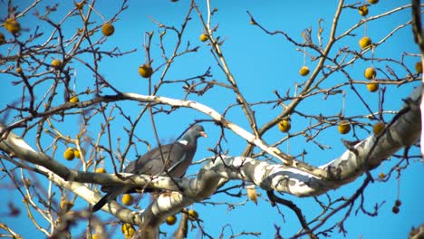 Wild-Pigeon-slow-motion-shot