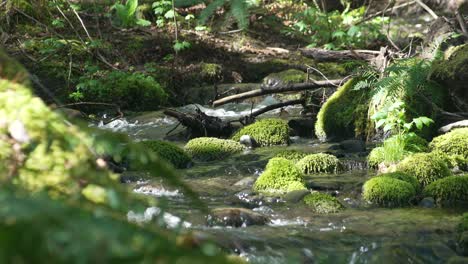 Wunderschöne-Aufnahme-Eines-Kleinen-Baches-Mit-Fließendem-Wasser-In-Zeitlupe