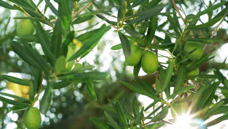 Olivo-Verde-Contra-La-Luz-Del-Sol