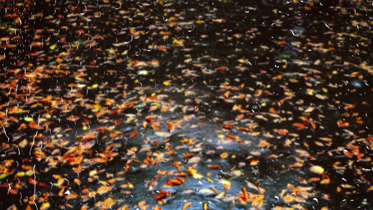 View from the window. Raindrops on the glass. Autumn leaves on wet asphalt during rain.