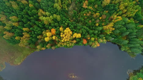 Toma-Aérea-De-Arriba-Hacia-Abajo-De-La-Orilla-Del-Lago-Junto-A-Los-Coloridos-árboles-Del-Bosque-Durante-El-Día-Nublado-En-Otoño